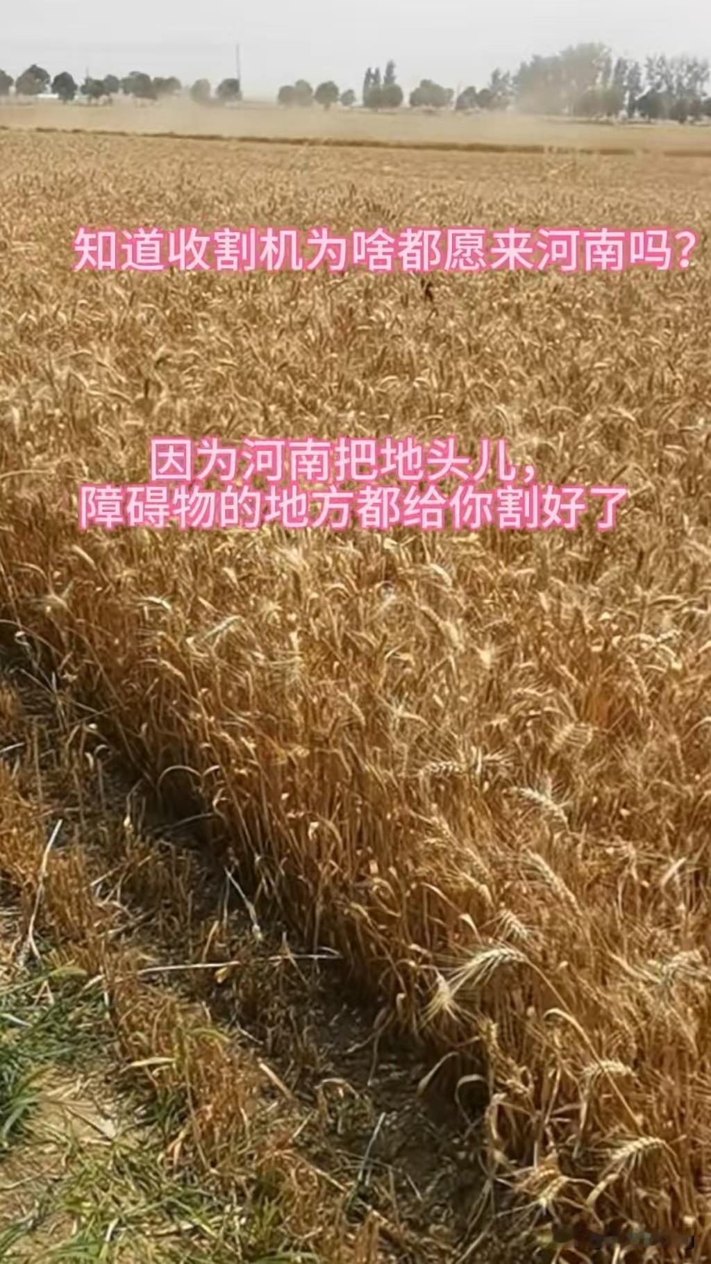 知道为什么收割机都愿意来河南吗？大哥一句话道出实情。因为在河南，老乡们会主动
