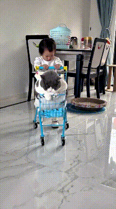 瞅瞅俺家这俩活宝，宝宝跟大猫咪简直是形影不离哩“铁哥们”！👶🐱每天一早宝宝