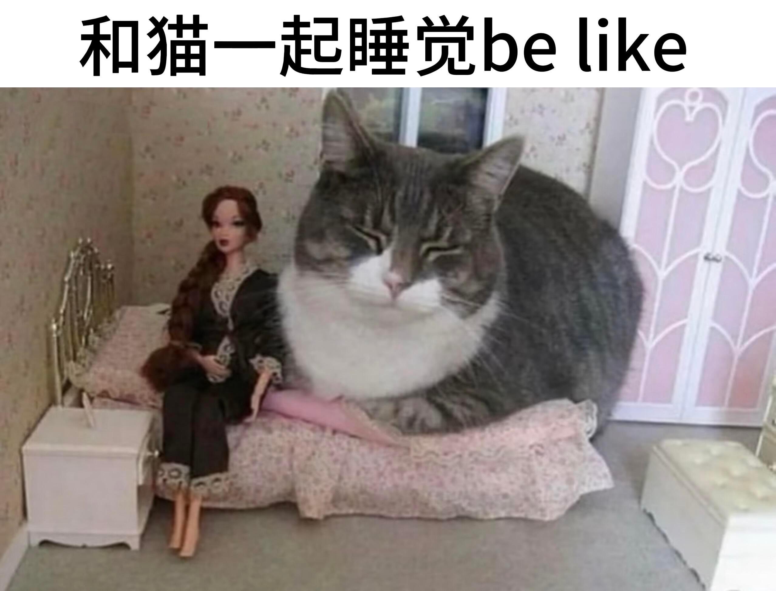 对人生毫无意义但很萌的猫meme九则memes