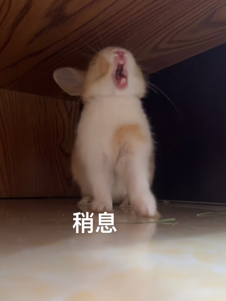 兔叽：立正！稍息！​​​