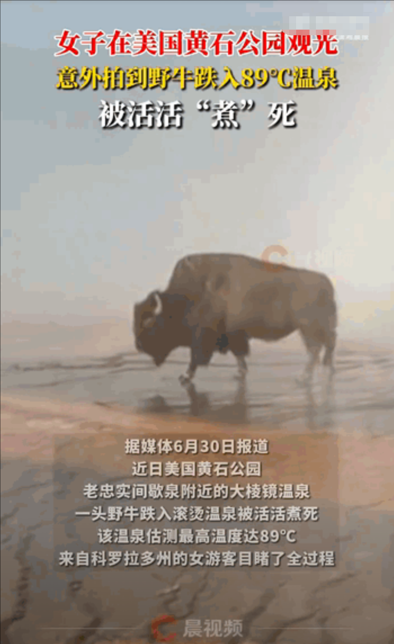 一位女游客在景区游玩时，看到两头野牛，于是拿出相机进行拍摄，不料，却拍下了野牛不
