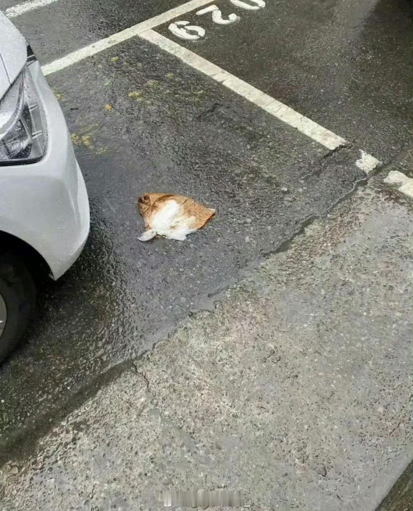 去上班的路上看见的，好可怜的橘猫，都没敢仔细看…​​​​