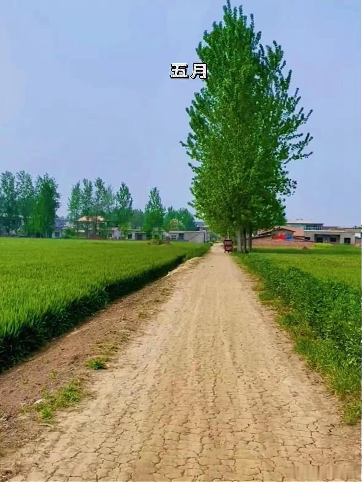 安徽网友，三年时间往返老家数次。终于拍下家门口的“一年四季”。