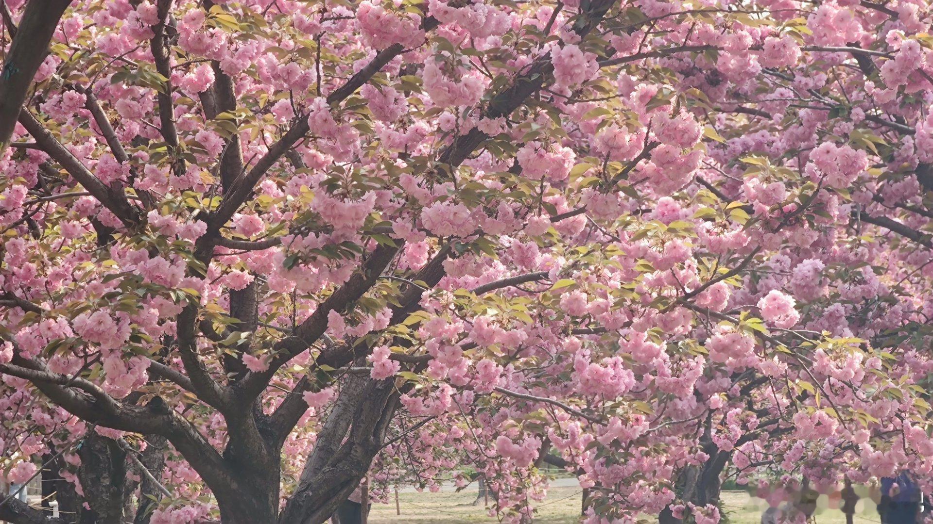 莲花池公园晚樱摄影