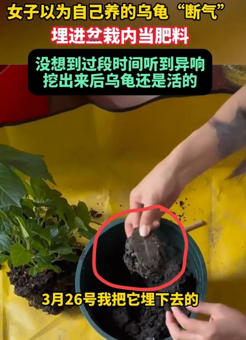 快看！现实版的“龟息大法”！近日有个网友发视频称，家里养了一只三年的乌龟，在