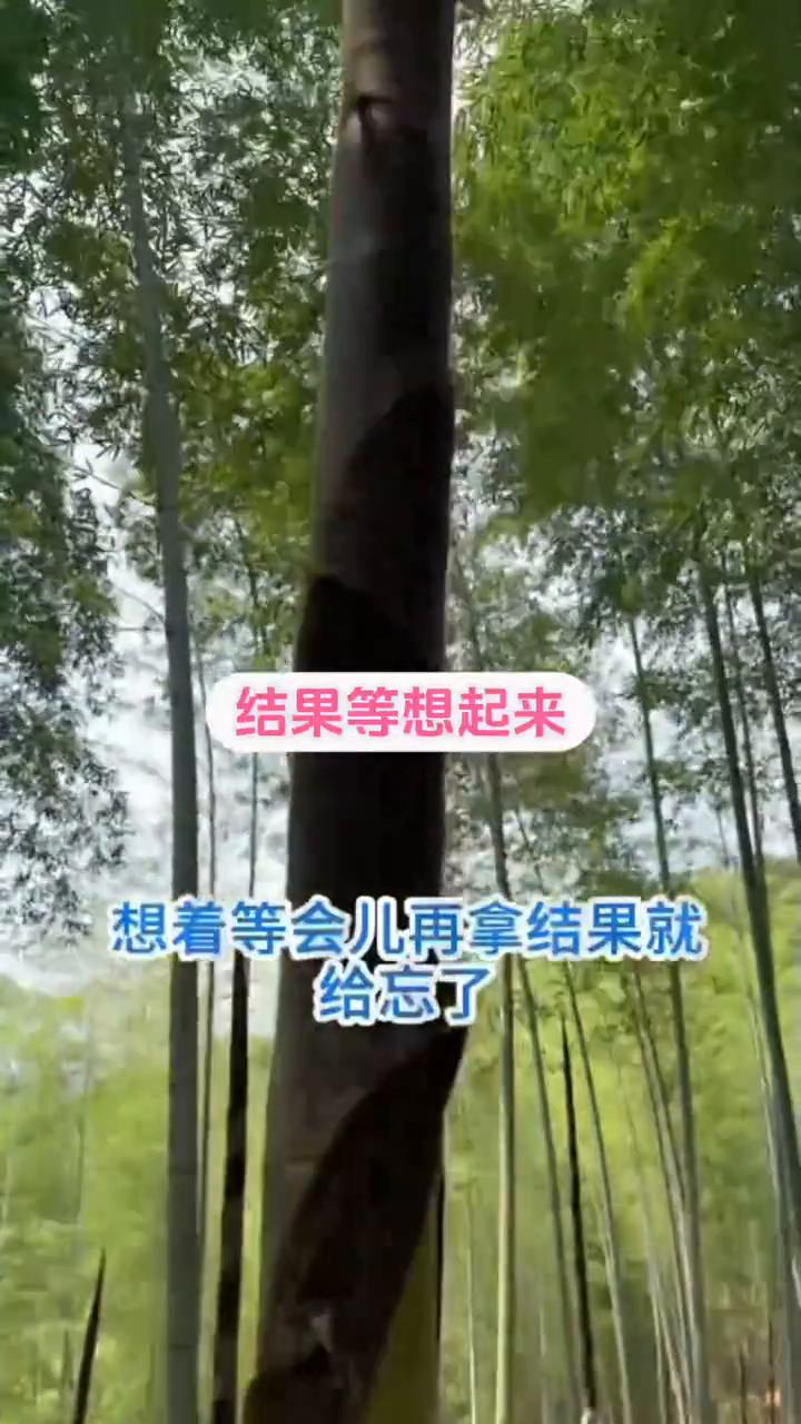 一直都知道下雨之后的笋长得非常快，但是从没人说过它能长这么快。我妈妈挖笋的时候衣