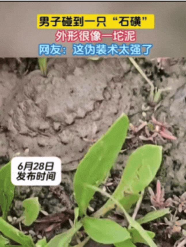 男子在爬山时，发现前方泥土竟然在动！他以为是蛇，结果凑近之后，才发现是一只“石磺