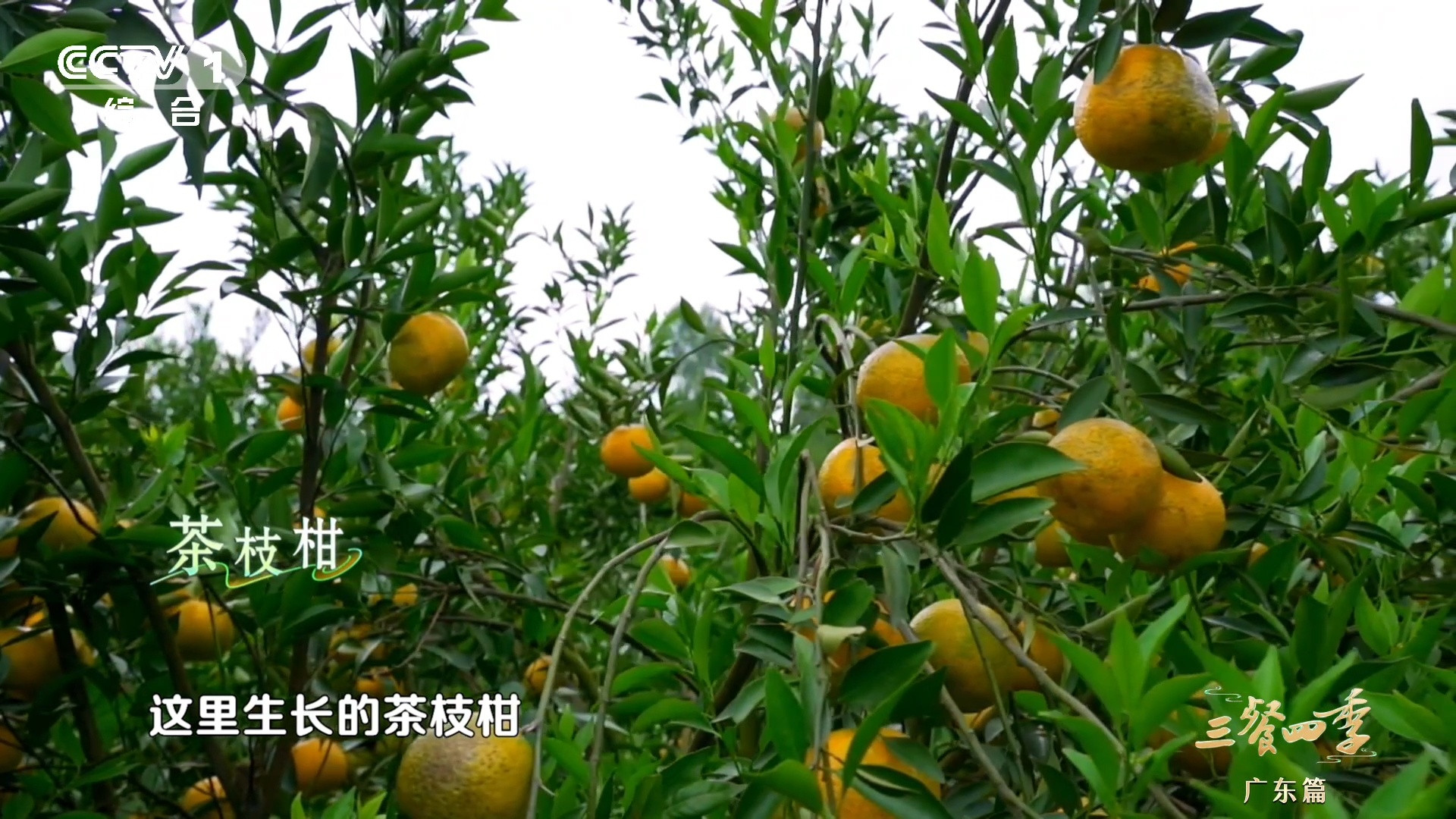 正宗广东新会陈皮的年份如何鉴别原来陈皮也有“年轮”！20年陈皮薄到透光，10年