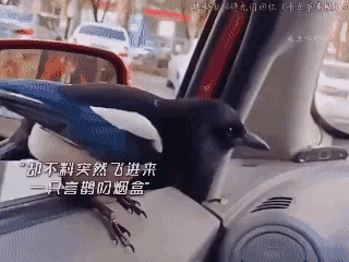 喜鹊叼烟把自己的窝给烧了，当老婆回来暴揍它那一刻，笑死我了！😁