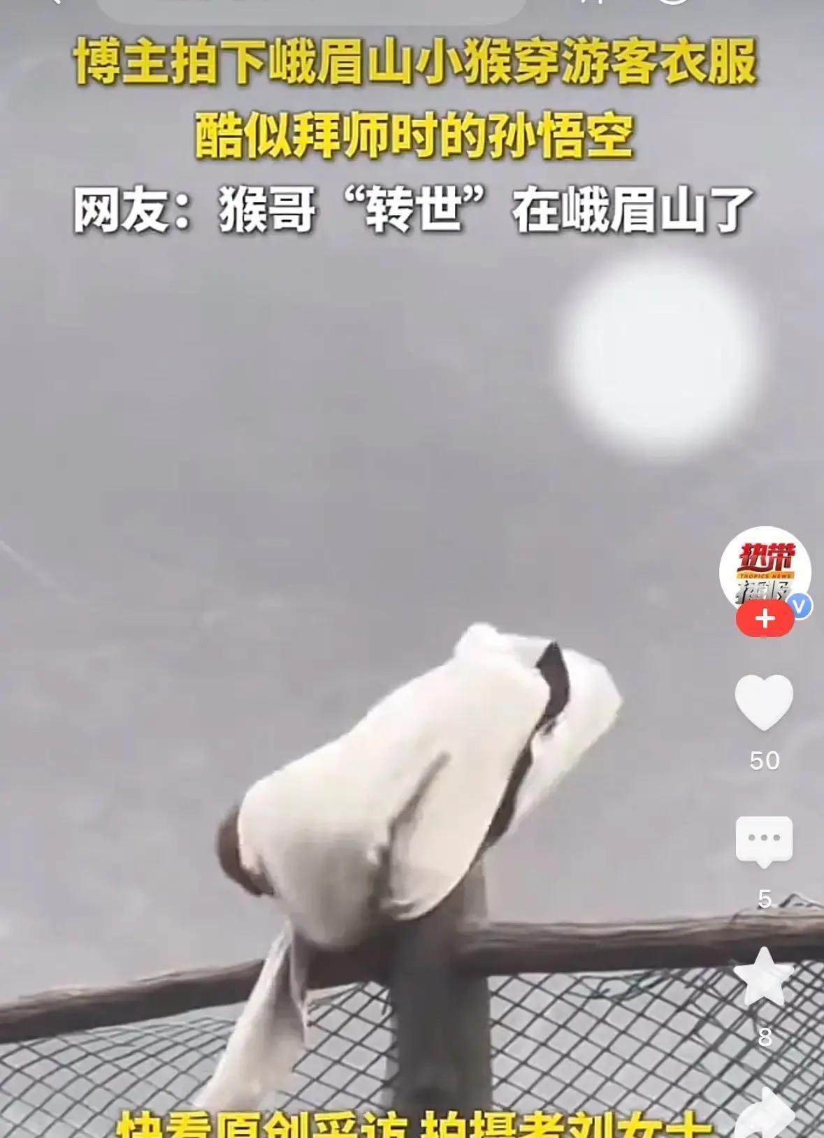 3月26日四川峨眉山，一小猴抢衣披身瞬间变孙悟空？这童年记忆杀太猛烈！景区里