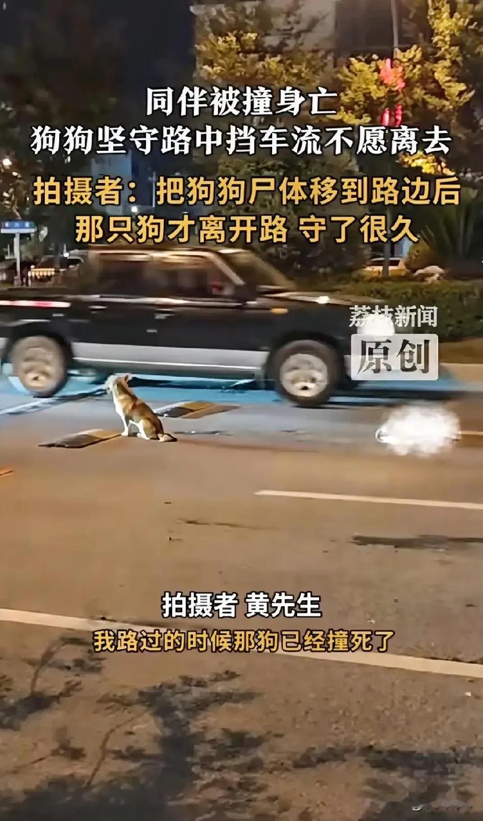 “破防了！”浙江金华，马路上，一只狗狗被撞身亡，另一只狗狗不离不弃。它一直在旁守