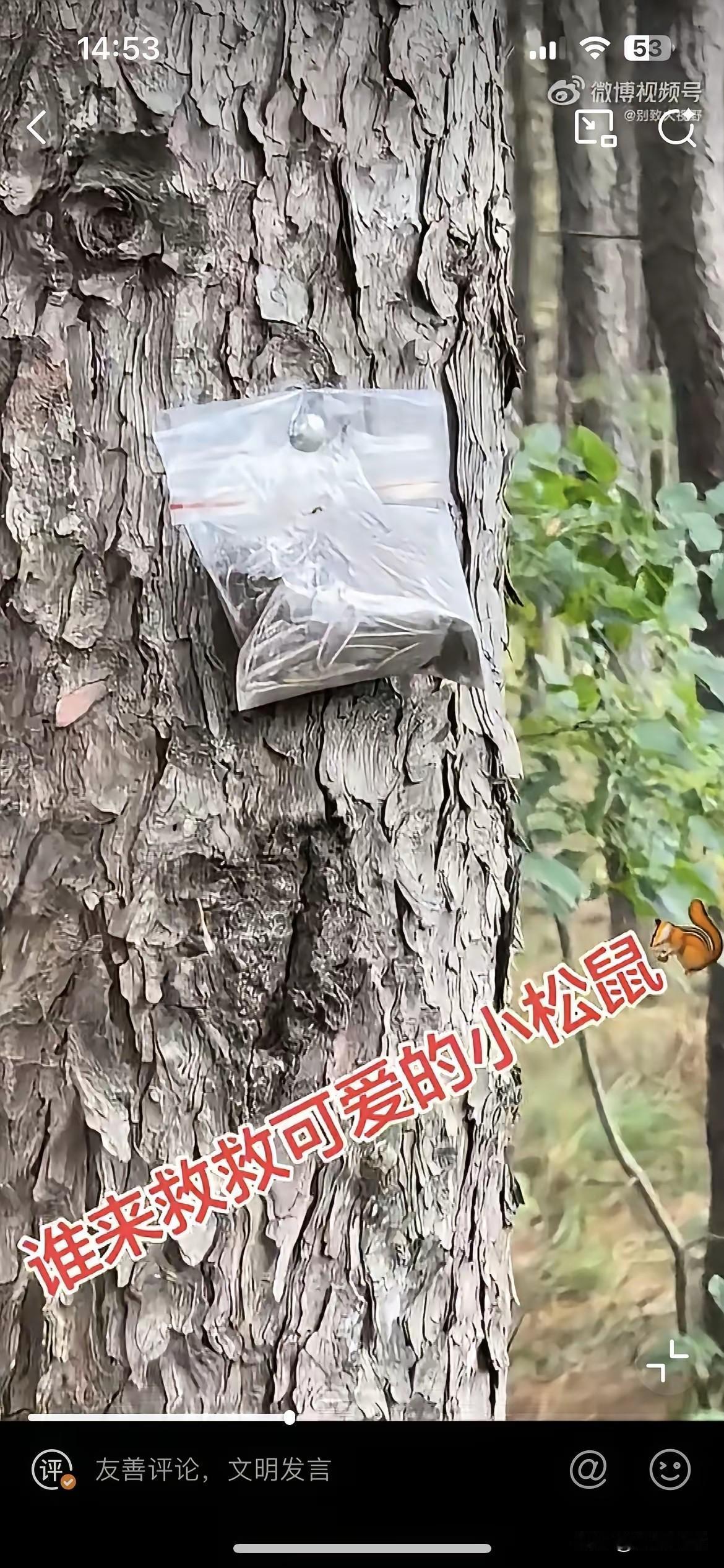 毒杀松鼠，天理难容！据了解情况的网友爆料，东北部分包山采摘松塔的人，为了多收松子