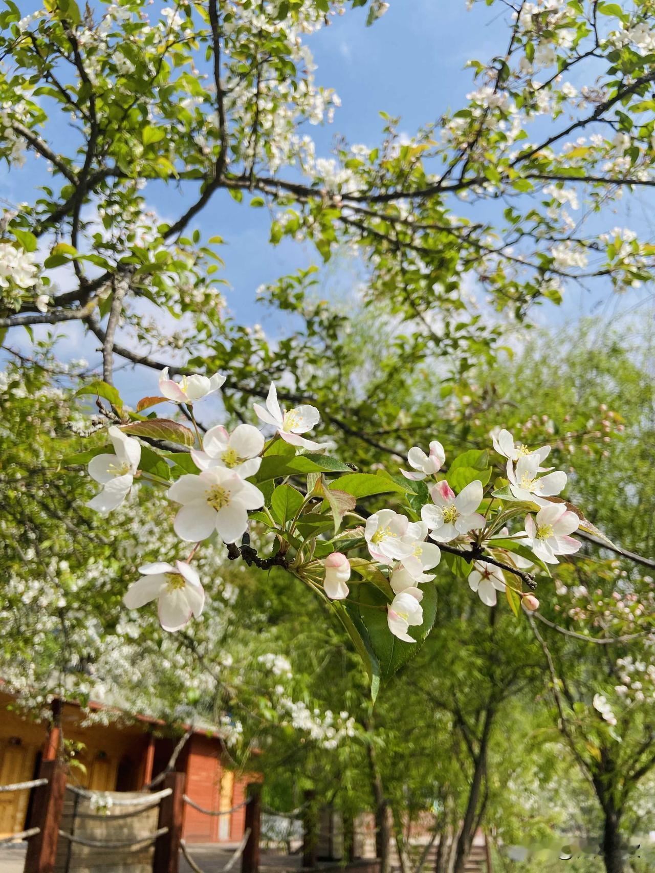 最开始的打算是一大家人自驾游，现在的打算是宅家，最多就是周边的一日游。想的是