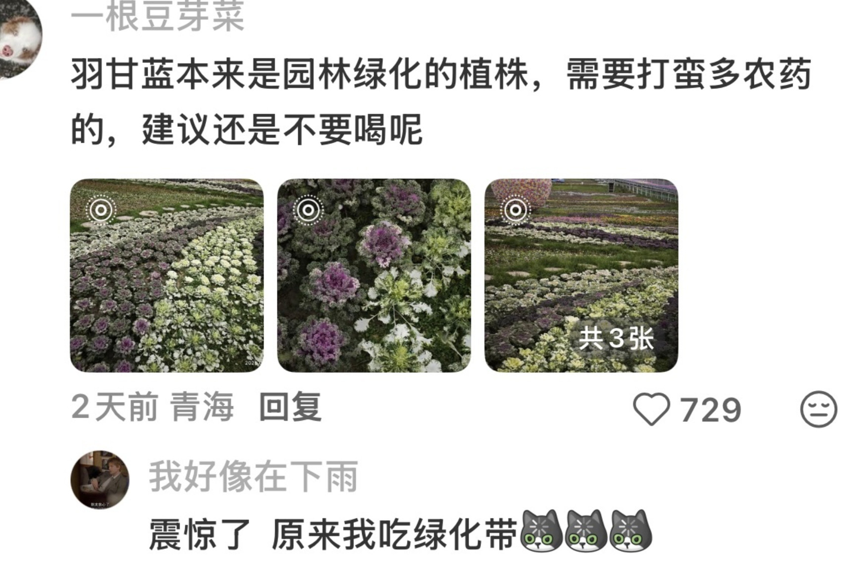 说实话羽衣甘蓝本身确实挺容易招虫的，属于农药残留偏高的蔬菜之一。羽衣甘蓝农药
