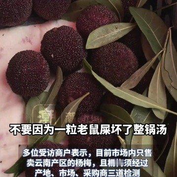 福建“药水杨梅”罚两千，浙江果农却要砍树：我们没犯法，凭什么？福建漳州十几个