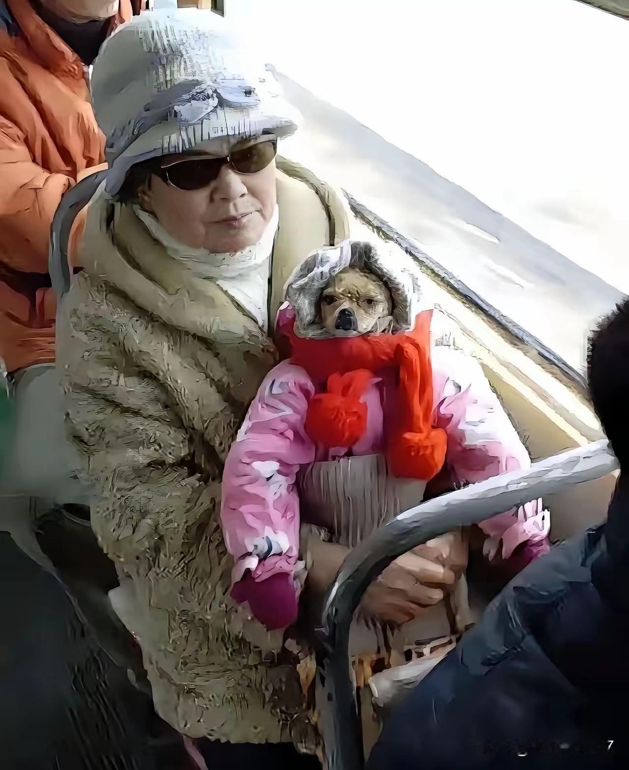 公交“萌娃”竟是狗？这波操作真的不可取！家人们谁懂啊！坐公交偶遇离谱一幕—