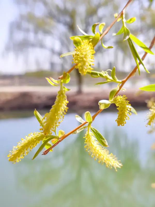 晴空白云飘，和风绿柳摇。引得游人赞，山花把手招。