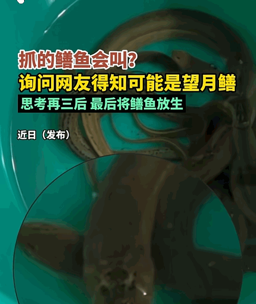 “太不可思议了！”江苏一男子在野外抓了一些黄鳝，正打算回家把它们处理成一道美食，