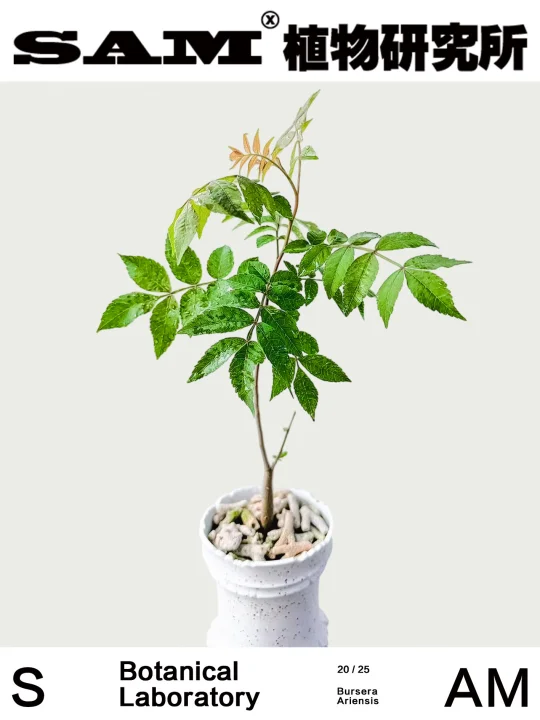 阿瑞斯裂榄｜Bursera Ariensis