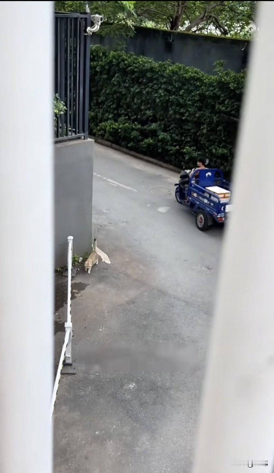 泪目了！最近一位小姐姐发现有一只猫咪一直待在小区的停车场路口，见人就上前打招呼，