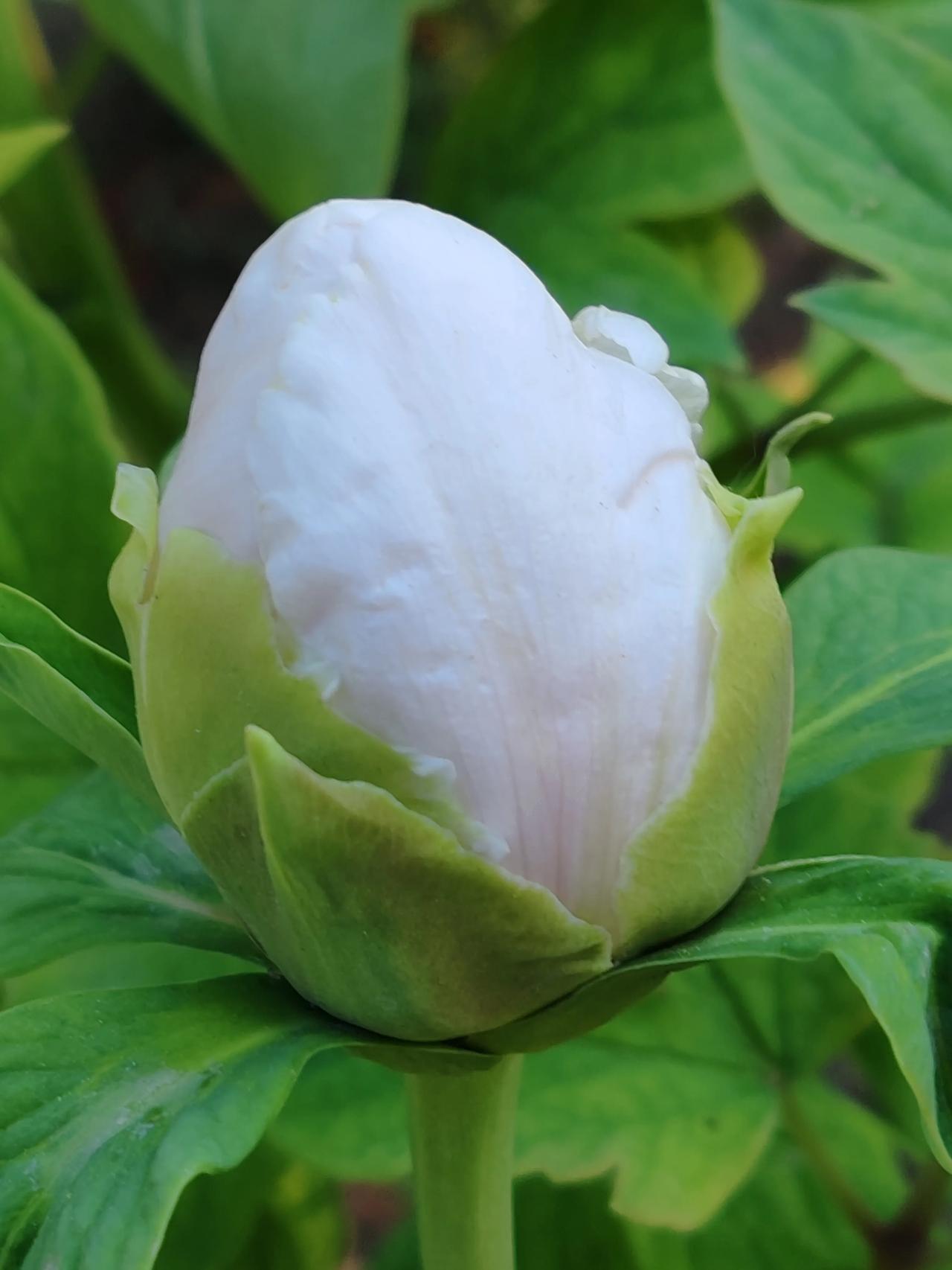 有没有漂亮的花朵图片吗四月天花最艳。