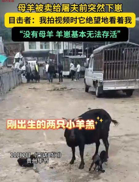 “万物皆有灵！”2025年10月2日贵州毕节，一女子拉着羊到市场上卖，刚卖给屠夫