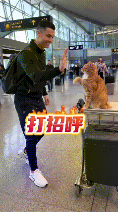 偶然刷到这段画面，瞬间被这个有趣的偶遇逗乐了。机场大厅里，一只胖乎乎的橘猫稳稳