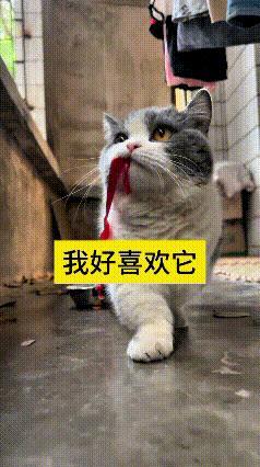 这个视频我看了好几遍，真是太搞笑了。到饭点要干饭，猫咪叼着饭盆上面的绳子往前走，