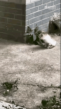 这一打是满满的爱，原来不只是人类的幼崽会挨大人的揍[捂脸哭]