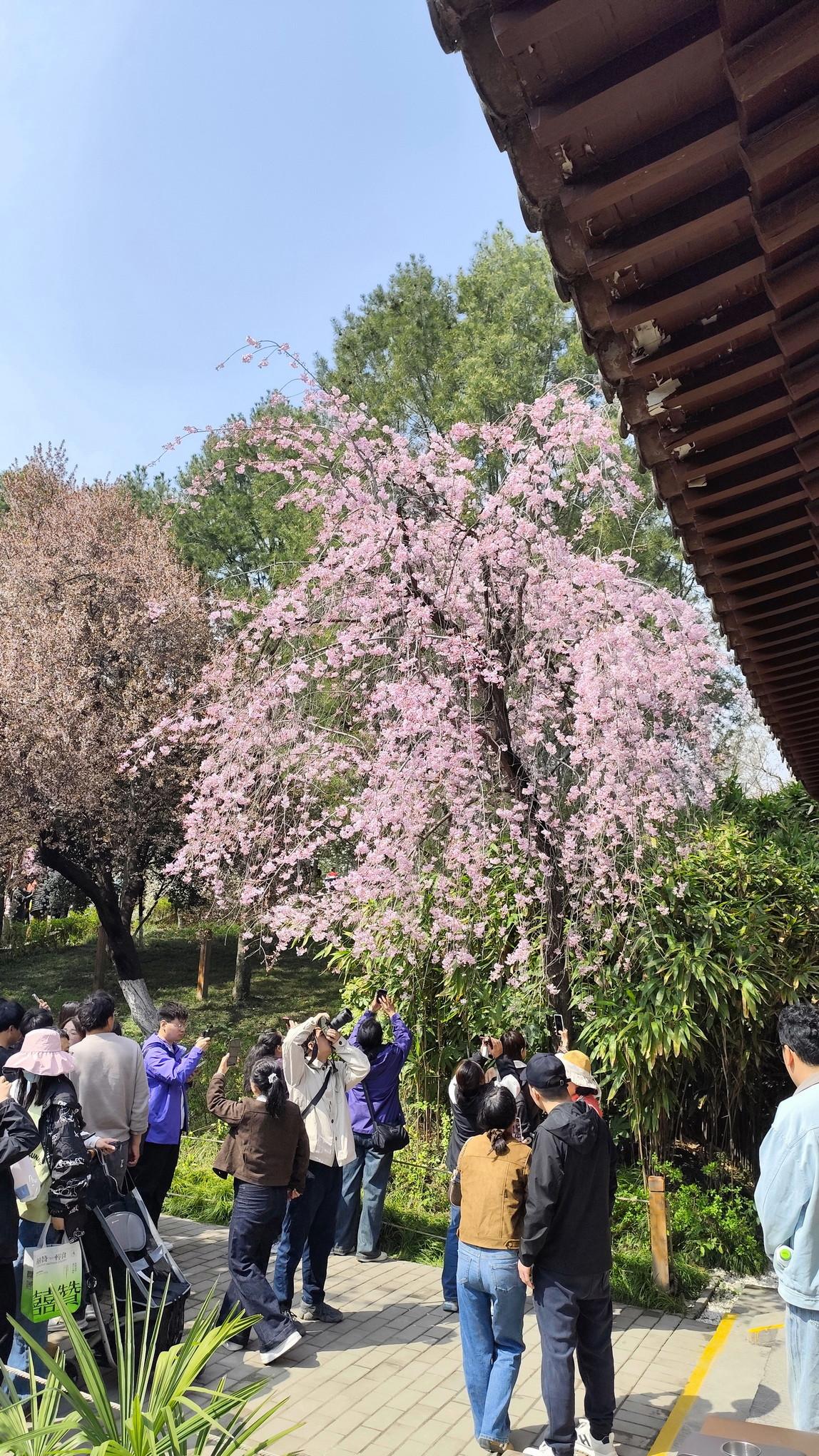 【青龙寺赏樱实拍3】进入园区之后，重头戏当属那座充满日式风情的樱花园⛩️虽然还未