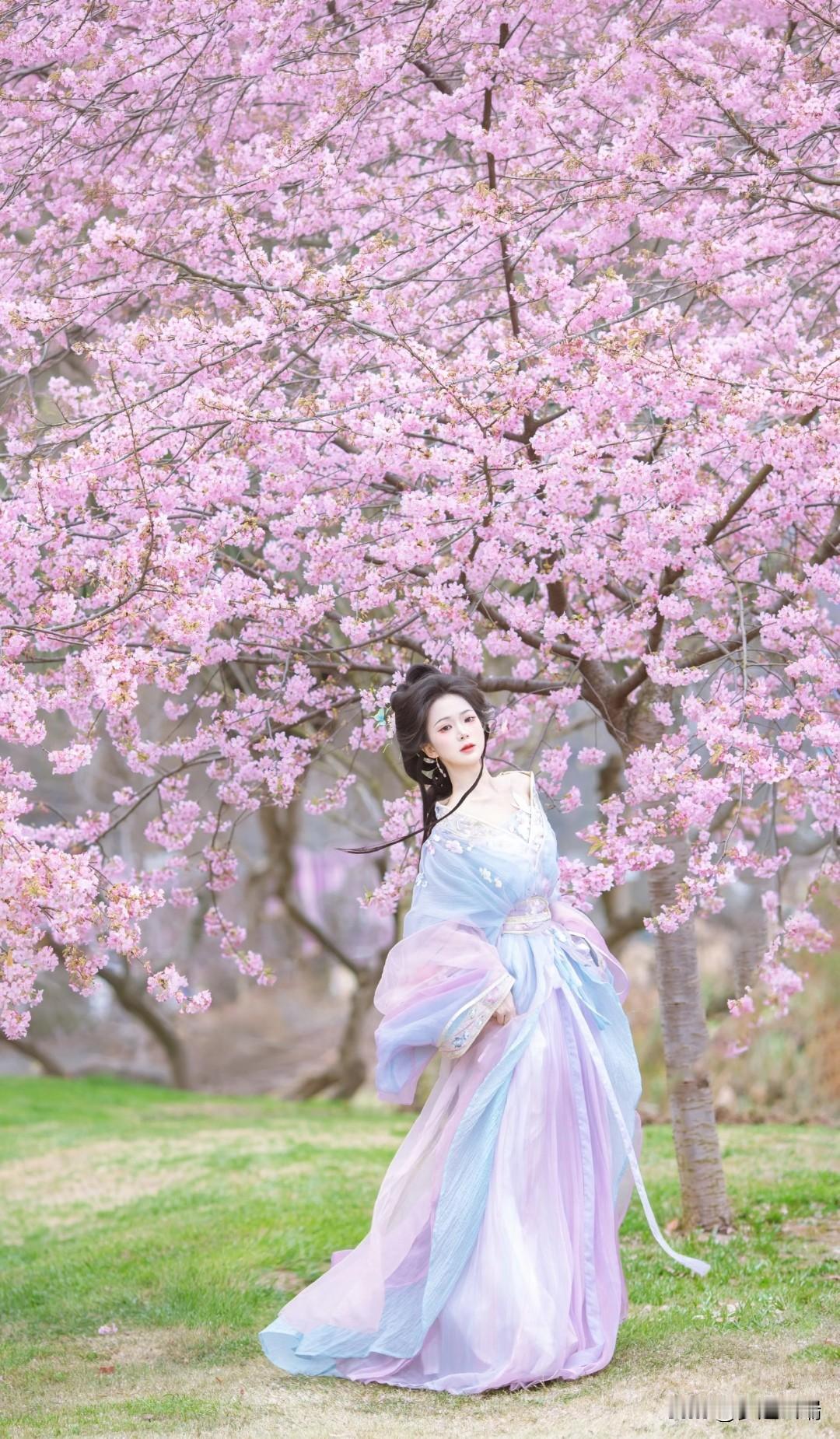 樱花树下，古风美人，如梦似幻。
