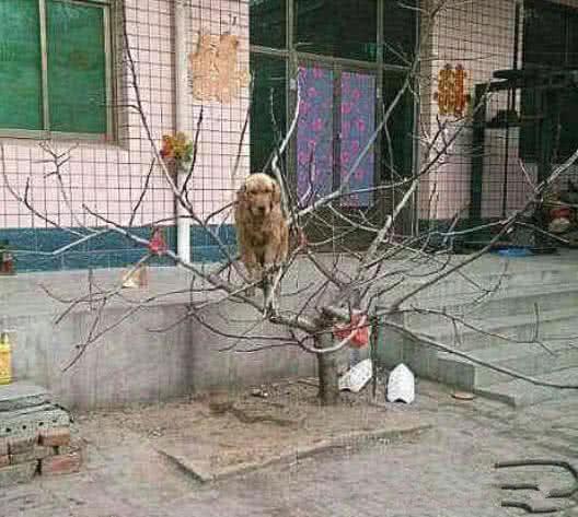 这只金毛老是喜欢站在家门口的枯树上，原来是因为它平常的好伙伴：一只大公鸡经常呆的