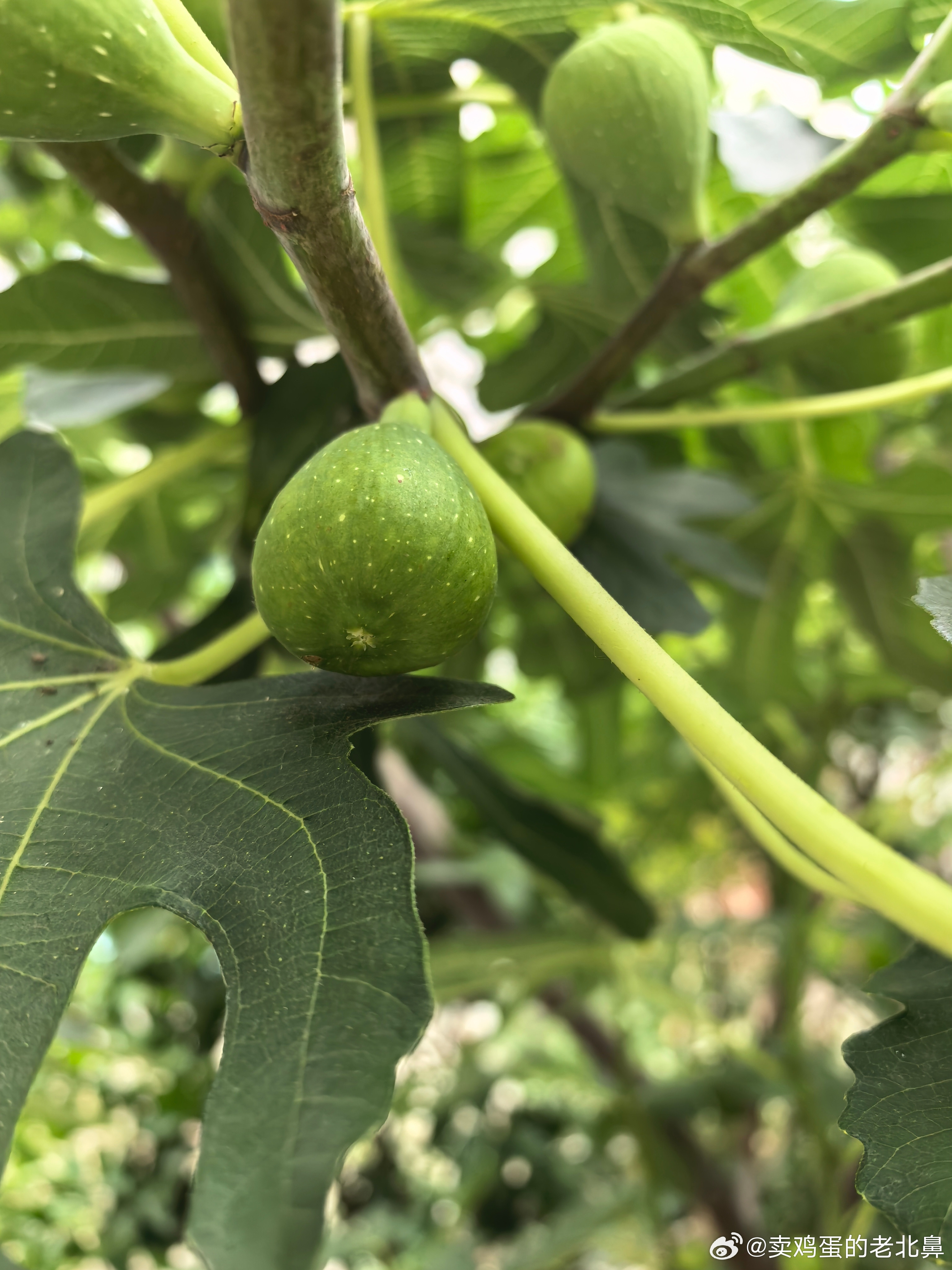 谁告诉我无花果用英语怎么说。别看树小。每年这棵无花果树挂果都老多了。