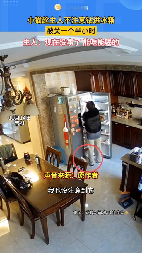 “不幸中的万幸！”11月14日，吉林长春，一女子开冰箱拿水果时，没注意到小猫钻了