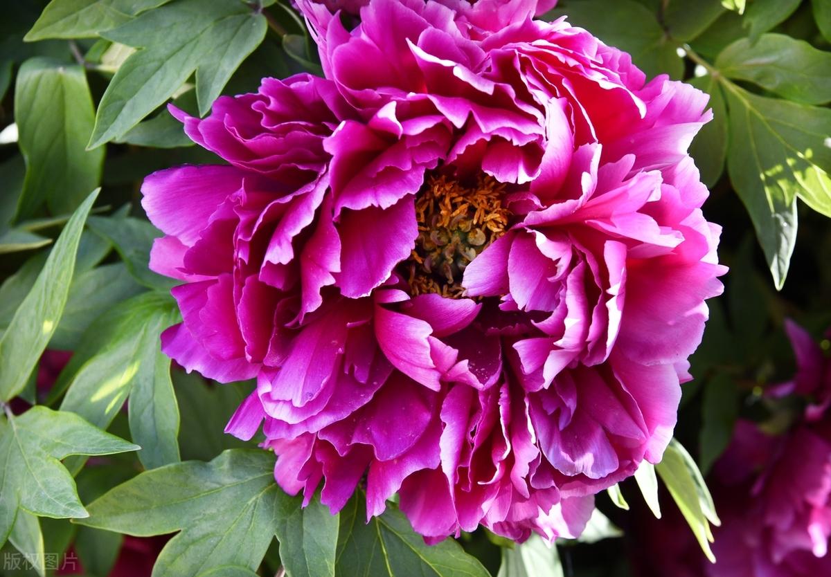 岁月悠悠，学会在风雨中微笑，方显人生之大气。行走于世间，方知人生百态，唯有宽容与