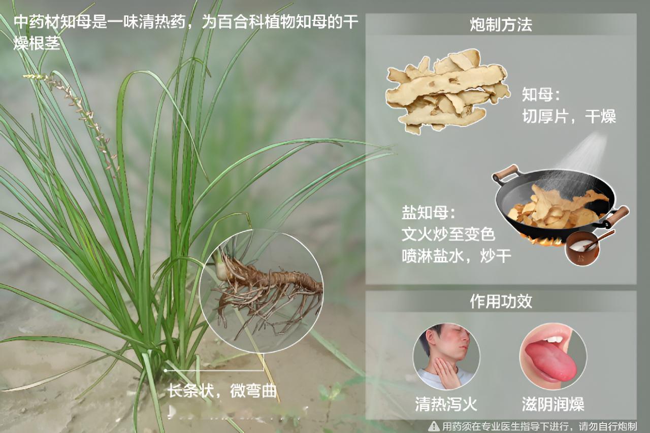 中医中药【岐黄科普】知 母【中药歌诀】知母味苦，热渴能除，骨蒸有汗，痰咳皆舒。