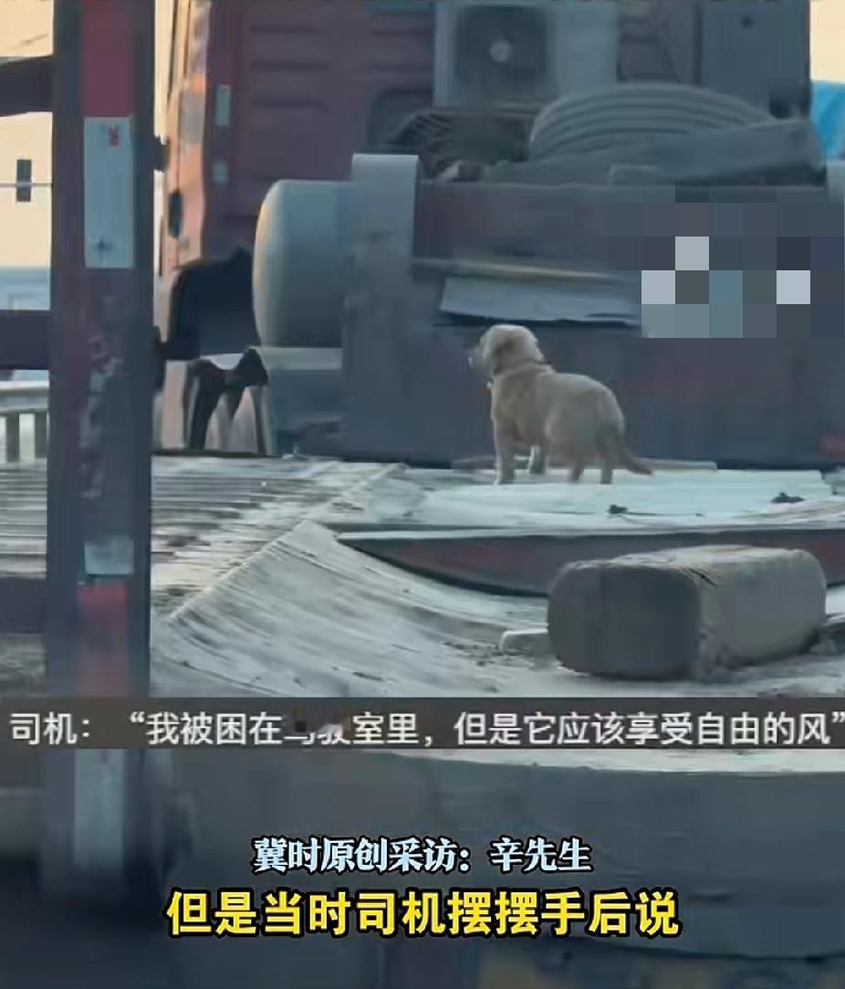幸福的狗狗！10月20日，山东潍坊的辛先生驾车行驶在路上，发现前方半挂车上有一条