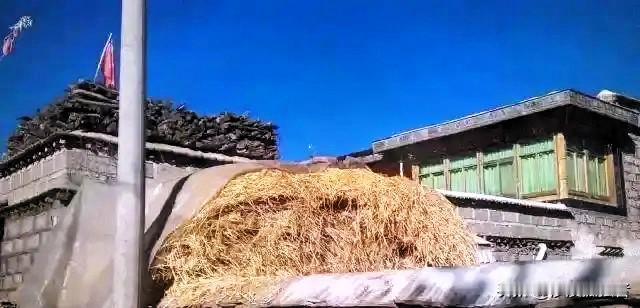 青稞是裸口感最差的粮食，没有之一。上世纪70年代，西藏地区曾尝试推广小麦种植，很