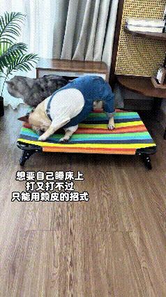 俺家这小狗子心眼是真多！明明打架压根斗不过家里猫咪，还不愿意跟猫挤一个窝睡觉。