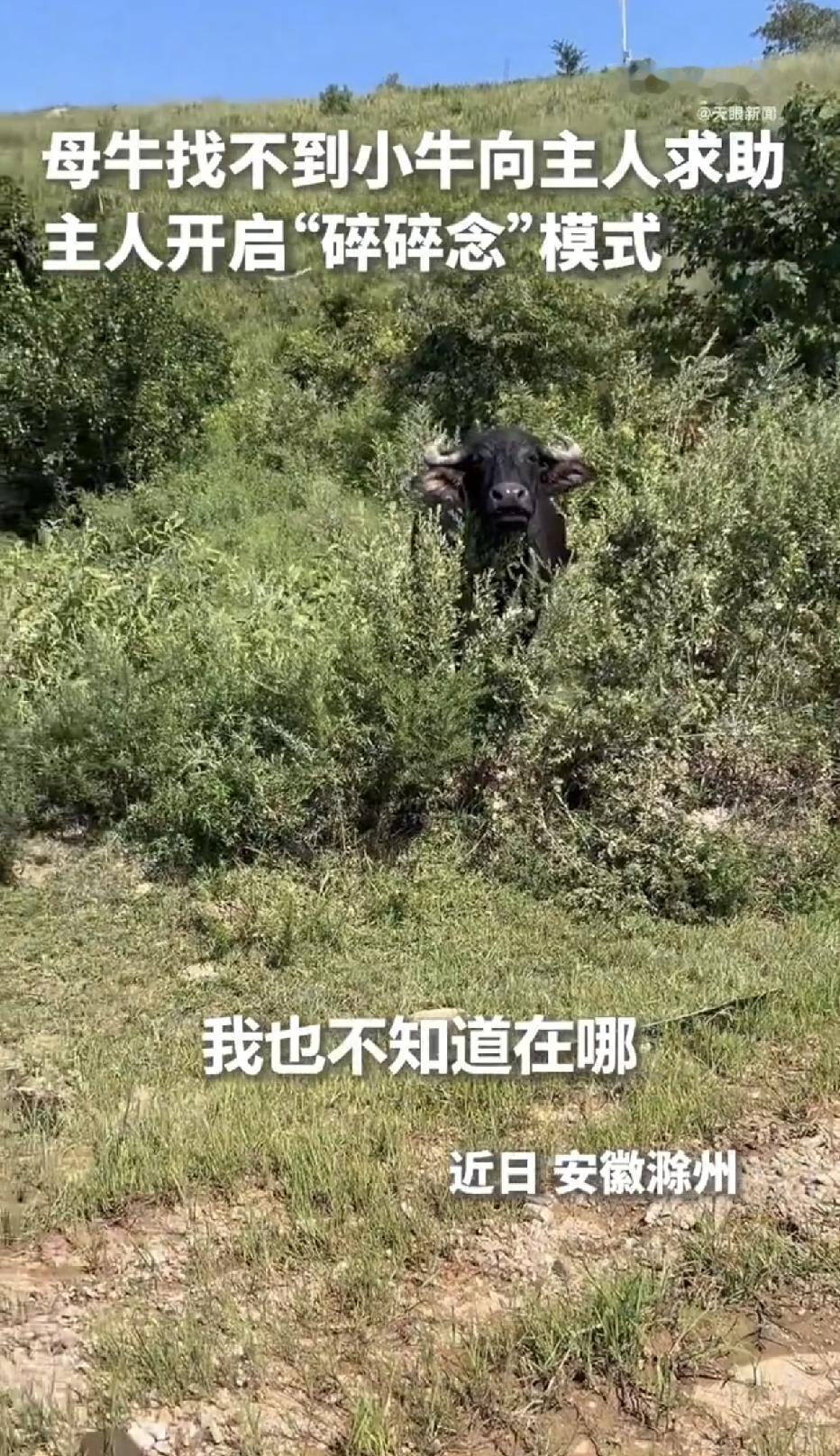 安徽滁州，一位养殖户，平日里一个人能照看五六十头牛，结果，一头母牛就带一个娃，还