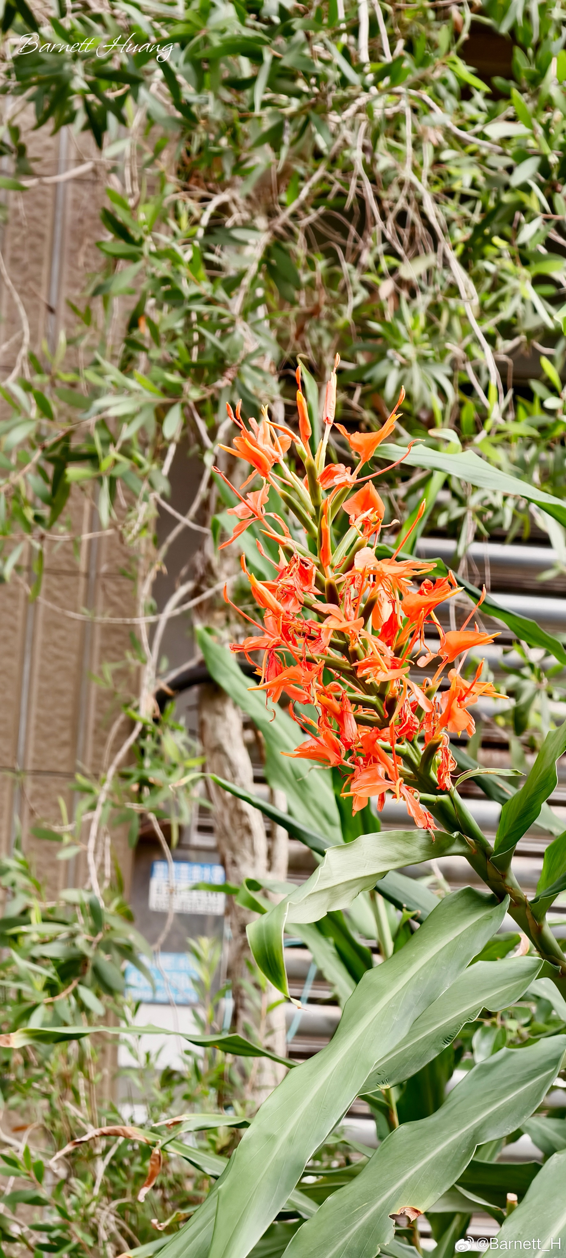 20360627，午安Hedychiumcoccineum紅薑花，又稱美麗蝶
