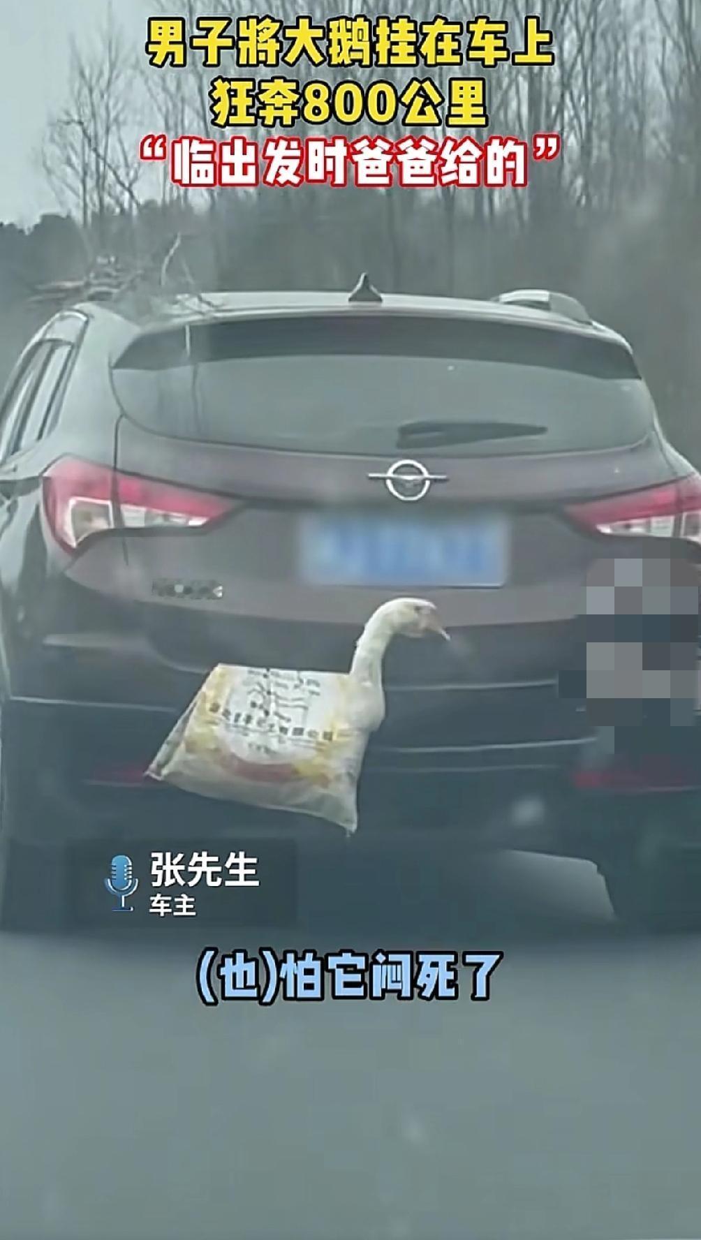 科学都解释不清了！河南，一男子过年后返程，带着一对大白鹅开车开了800多