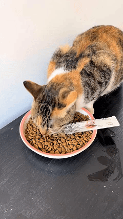 这下科学也解释不清了！近日山东，女子发现自己养的猫咪很奇怪，每天都会去翻垃圾桶，