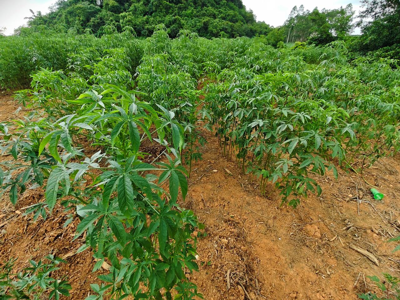 这种直立生长、很少分叉的作物，看着像芝麻杆，但看叶子又是，你能判断出来是什么吗