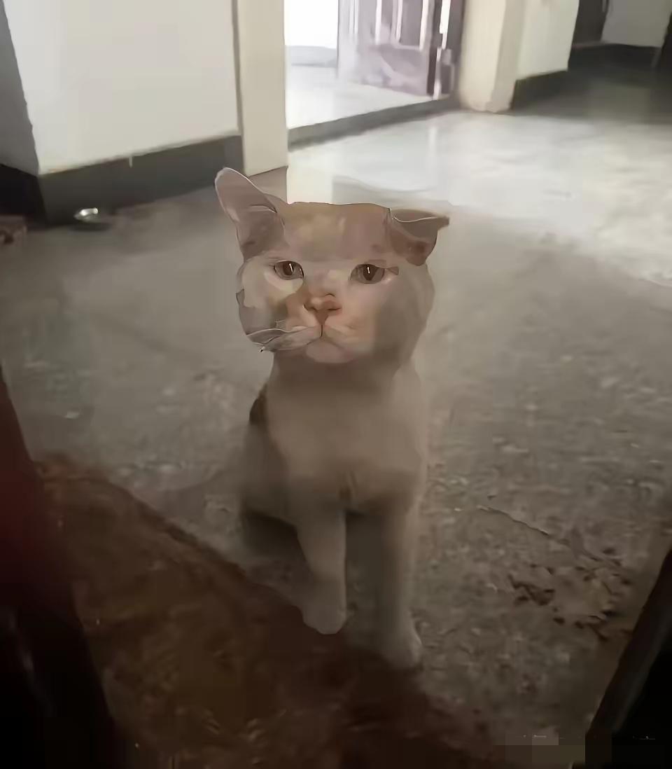 清明去野外扫墓，祭拜的时候，一只流浪猫围着我转圈圈，我把祭拜的贡品拿了一些喂给它