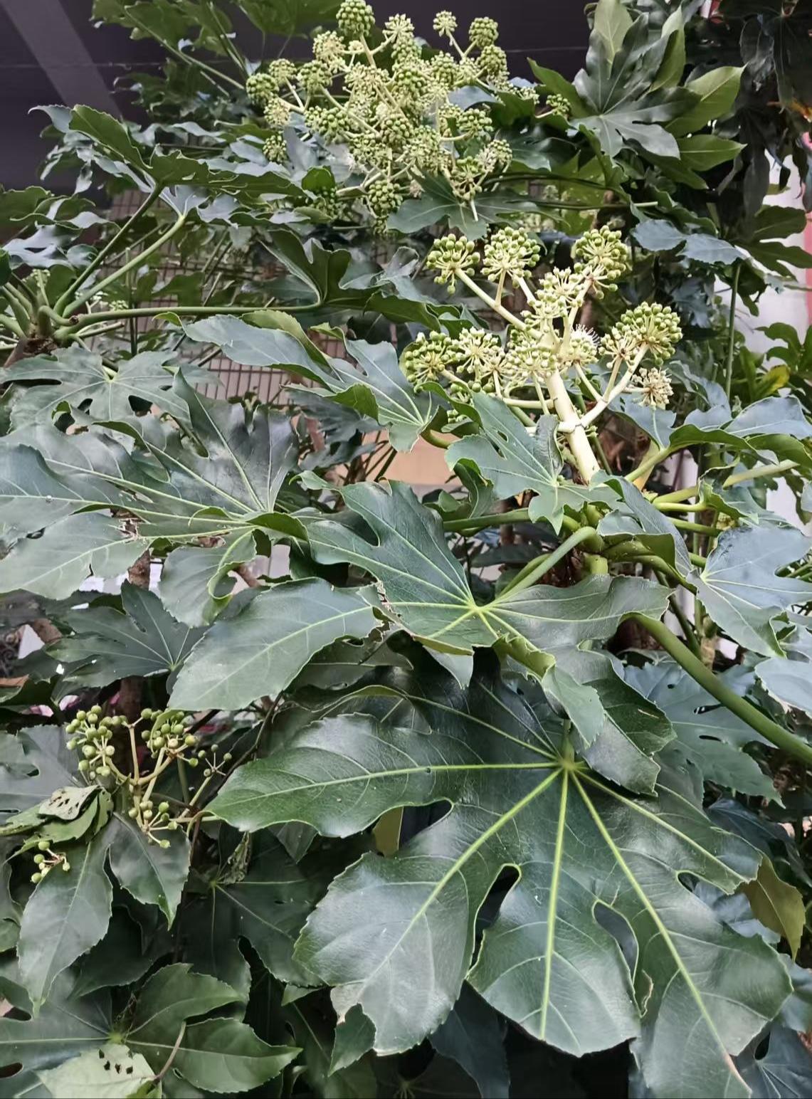 附近一家彩票店门口的八角金盘又开花了，看起来还挺好看的，每次路过都要看几眼。