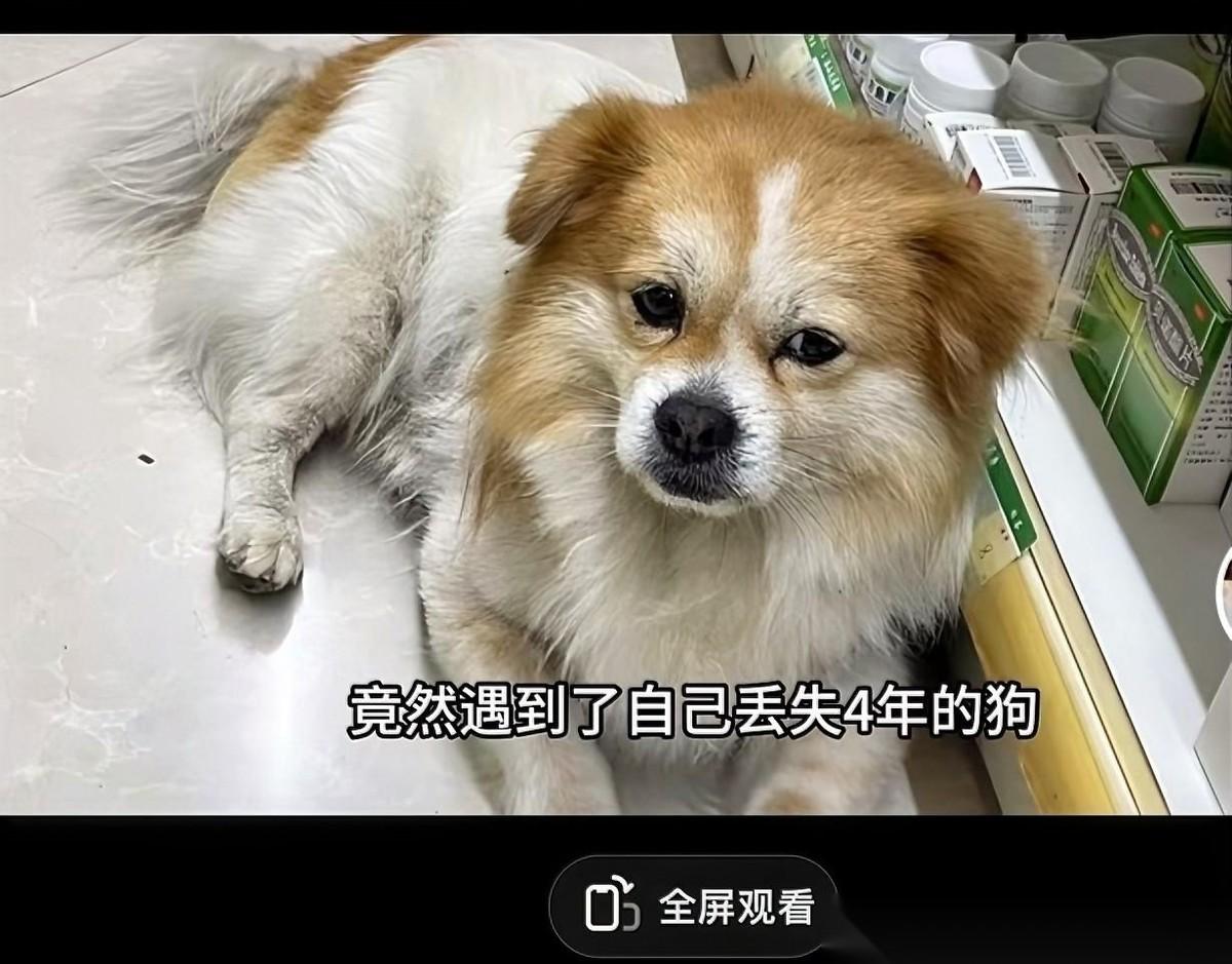 “太感人了！”四川一只狗狗丢失4年，主人在药店买药时意外认出它。王女士试探性喊了