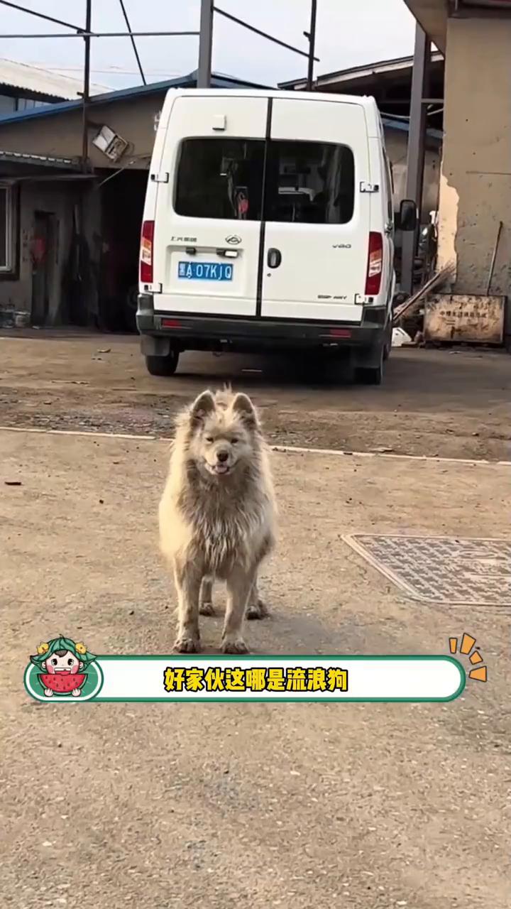 不得不说白色是真的显脏。有网友在路边看到一只脏成生椰拿铁的萨摩耶，总是冲人傻笑。