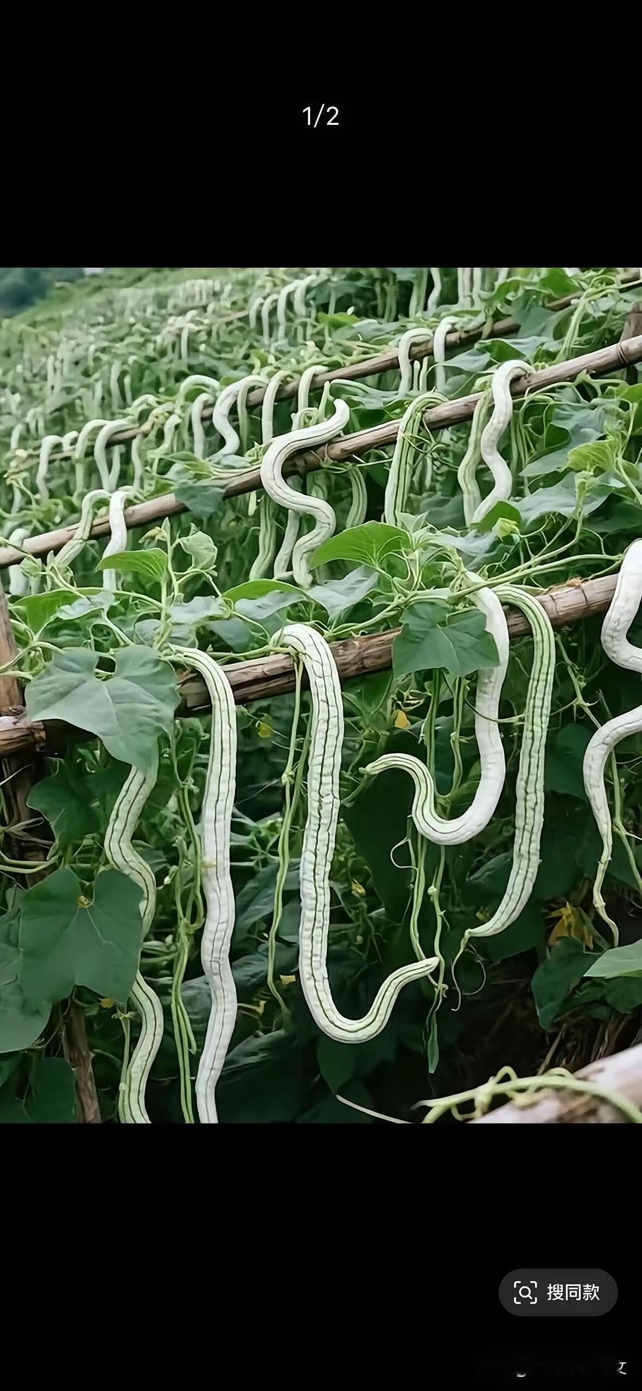 去摘这个菜的时候，一定记得用棍子敲一敲！！别问为什么知道