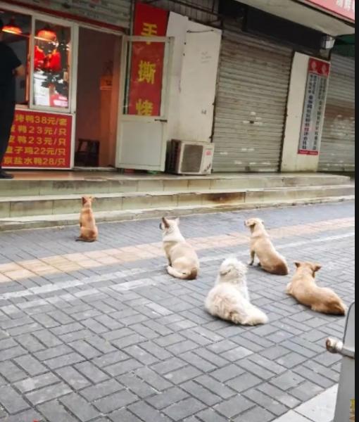 治愈一幕！洛阳五只流浪狗自觉排队等投喂，暖心店主默默投喂十五年近日河南洛阳
